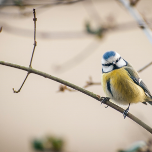 Mésange bleue