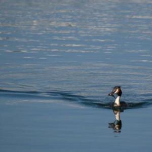 Grebe huppe 2022