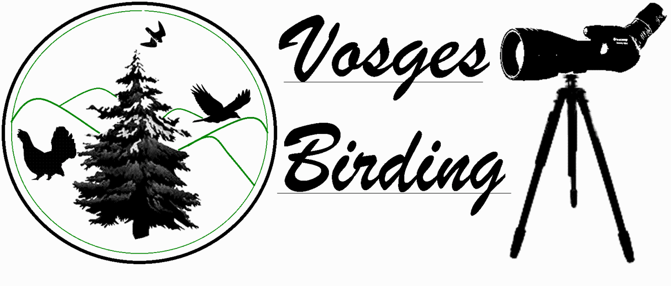 Vosges Birding